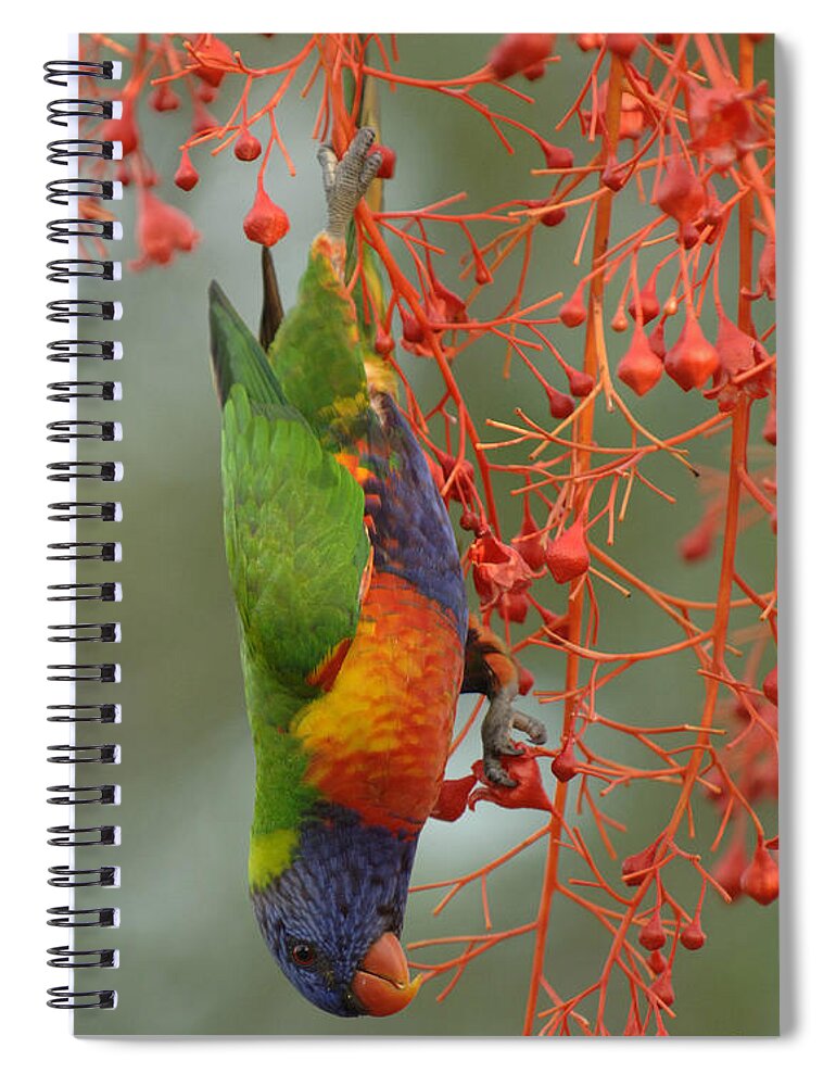 Birds Spiral Notebook featuring the photograph Rainbow Lorikeet by Bob Christopher