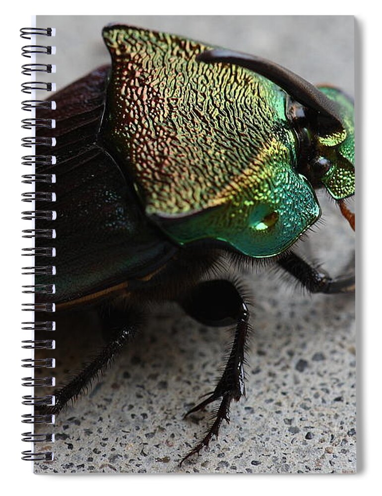Rainbow Scarab Spiral Notebook featuring the photograph Rainbow Scarab Phanaeus vindex A Dung Beetle by Daniel Reed