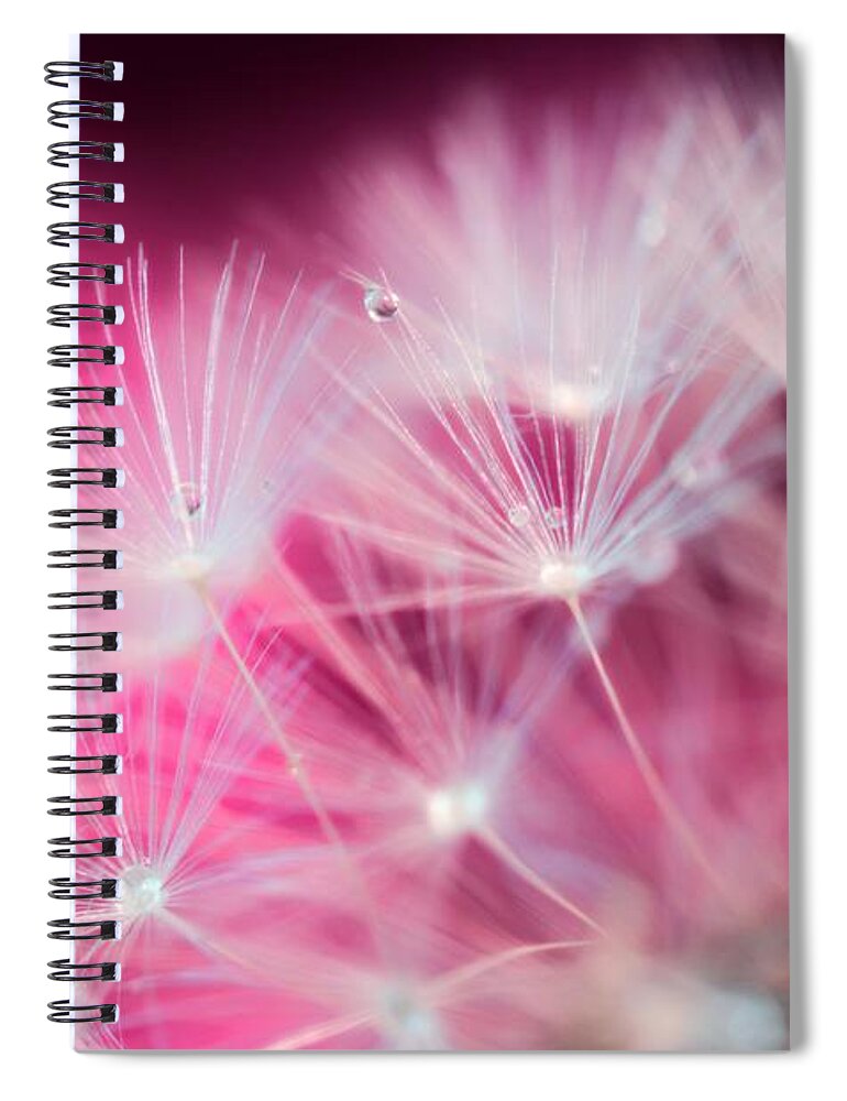 Raindrops On Dandelion Spiral Notebook featuring the photograph Raindrops On Dandelion Magenta by Marianna Mills