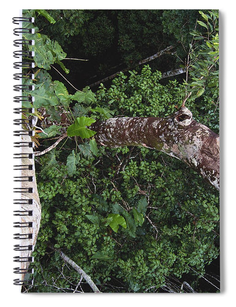 Outdoors Spiral Notebook featuring the photograph Rainforest In Peru by Art Wolfe