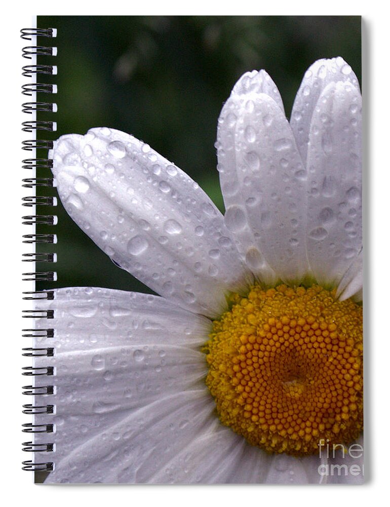 Flower Spiral Notebook featuring the photograph Rainy Day Daisy by Kevin Fortier