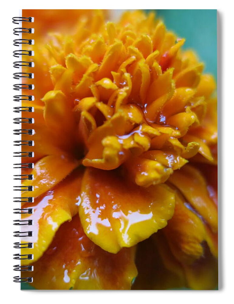 Rainy Marigolds Hevi Fineart Rain Drops Spiral Notebook featuring the photograph Rainy Marigolds by HEVi FineArt