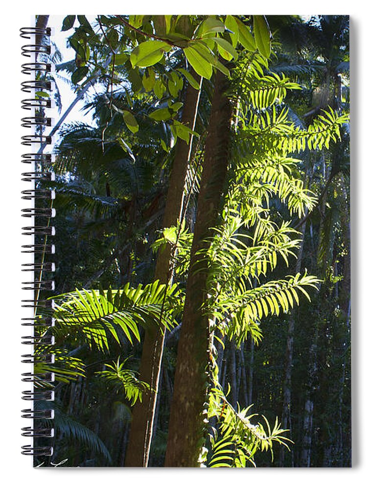 Trees Spiral Notebook featuring the photograph Reach by Linda Lees