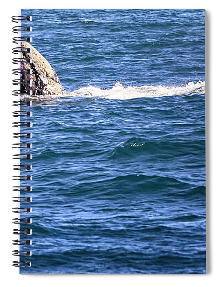 Gray Whale Spiral Notebook featuring the photograph Reaching Up by David Millenheft
