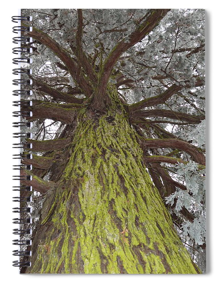 Nature Spiral Notebook featuring the photograph Ready for Christmas by Felicia Tica