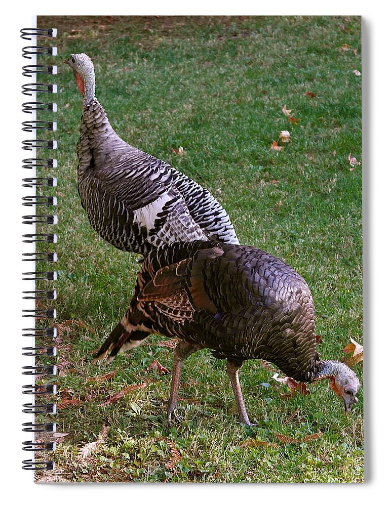  Spiral Notebook featuring the photograph Real Wild Turkey Duo by Michele Myers