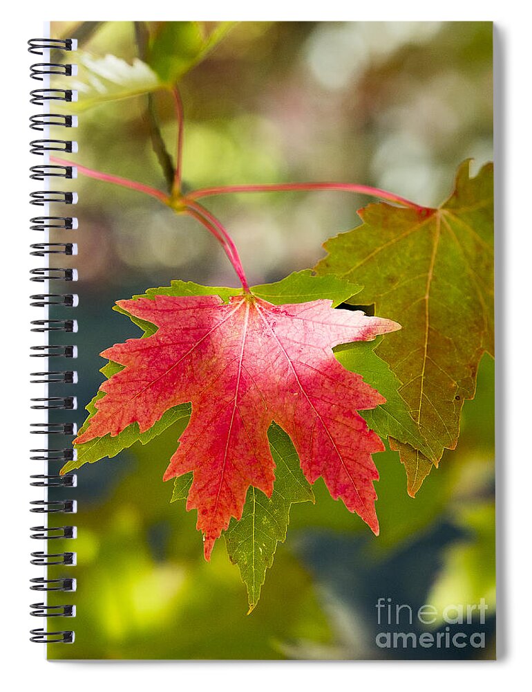 Arboretum Spiral Notebook featuring the photograph Red And Green by Steven Ralser