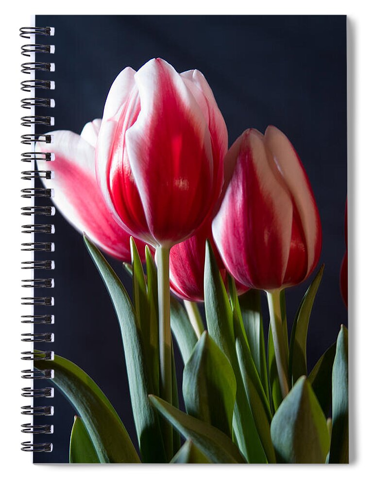 Flowers & Plants Spiral Notebook featuring the photograph Red and white tulips by Jeff Folger