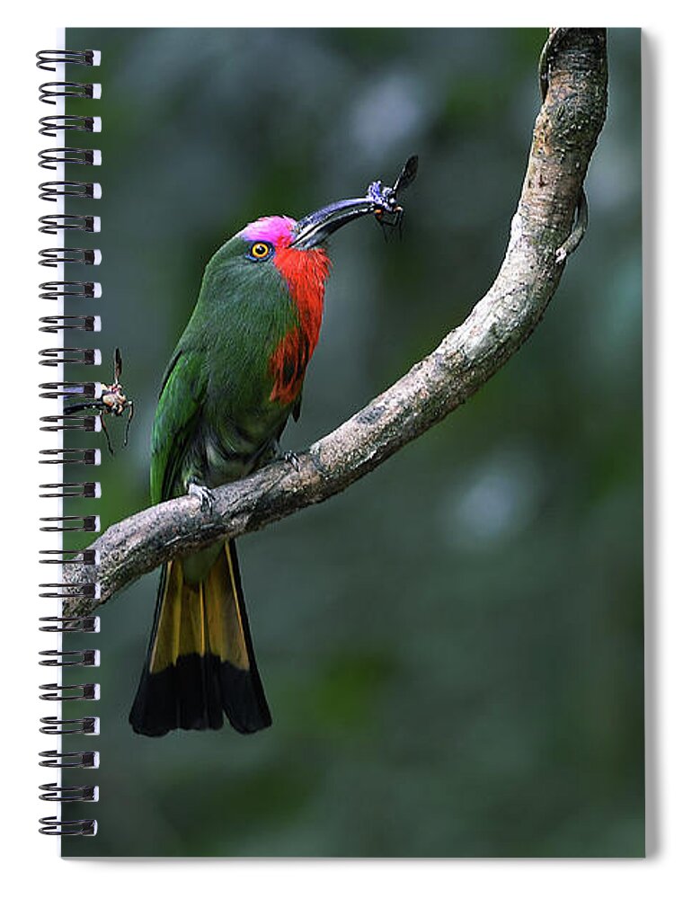 Animal Themes Spiral Notebook featuring the photograph Red Bearded Bee Eater by Photograph By Praphat Rattanayanon
