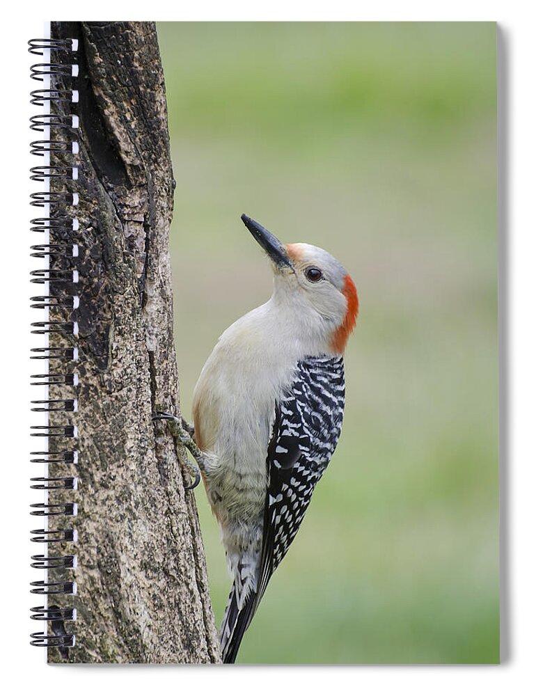 Woodpecker Spiral Notebook featuring the photograph Red Bellied Woodpecker by Heather Applegate