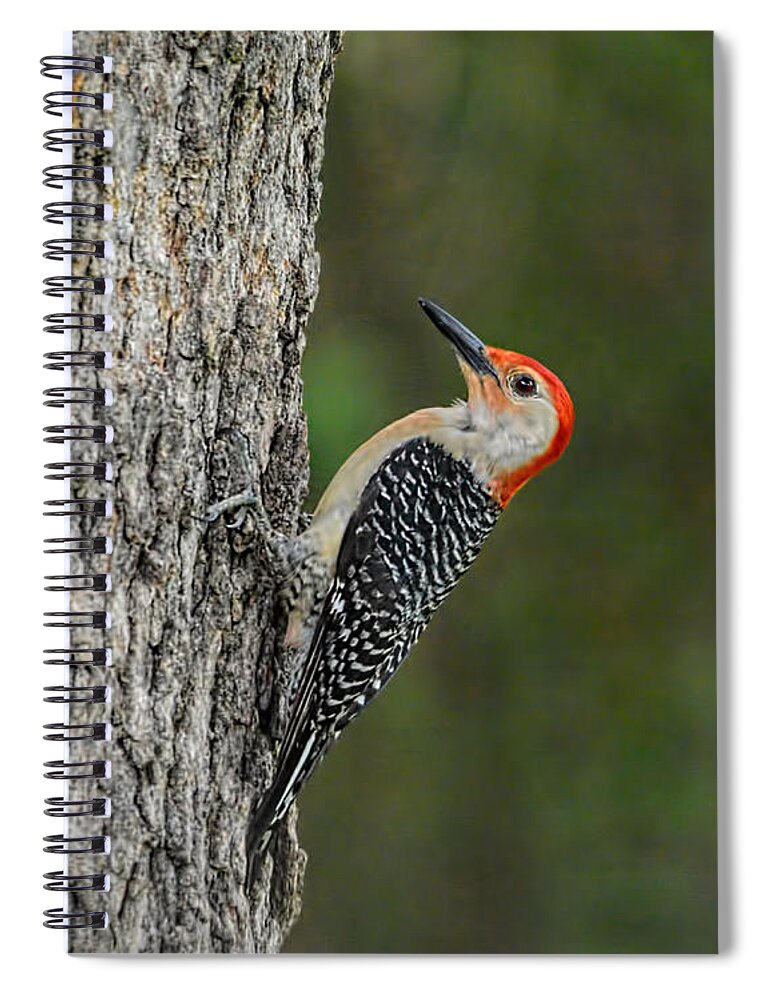 Red-bellied Woodpecker Spiral Notebook featuring the photograph Red Bellied Woodpecker by Jai Johnson