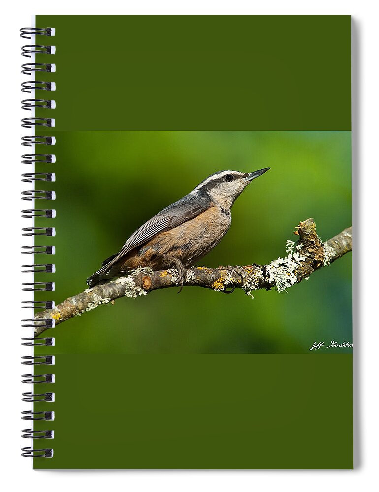 Animal Spiral Notebook featuring the photograph Red Breasted Nuthatch in a Tree by Jeff Goulden