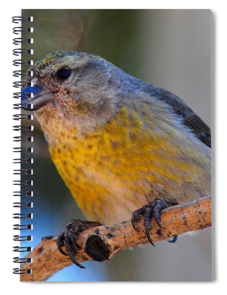 Colorado Spiral Notebook featuring the photograph Red Crossbill female by Marilyn Burton