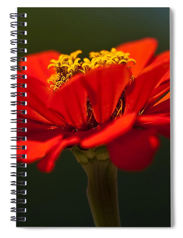 Zinnia Spiral Notebook featuring the photograph A Bee's Eye View by Onyonet Photo studios