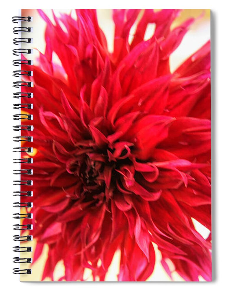 Red Spiral Notebook featuring the photograph Red Dahlia by Tap On Photo