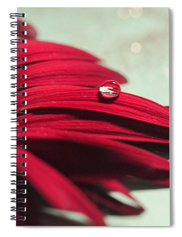 Macro Spiral Notebook featuring the photograph Red Daisy by Angela Murdock