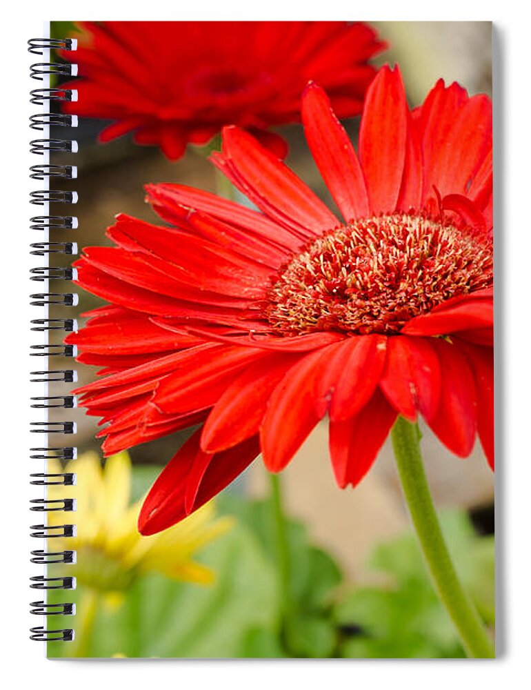 Gerbera Daisy Spiral Notebook featuring the photograph Red Daisy by Raul Rodriguez