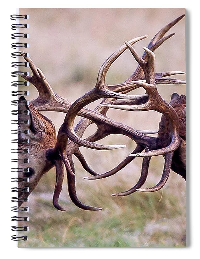 Animal Themes Spiral Notebook featuring the photograph Red Deer by Chris Upson