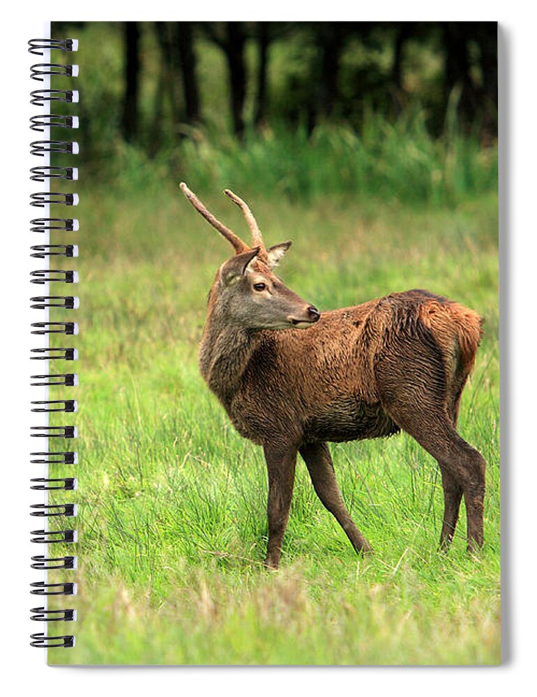 Ireland Spiral Notebook featuring the photograph Red Deer Stag by Aidan Moran