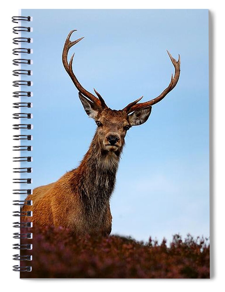 Stag Spiral Notebook featuring the photograph Red deer stag by Macrae Images