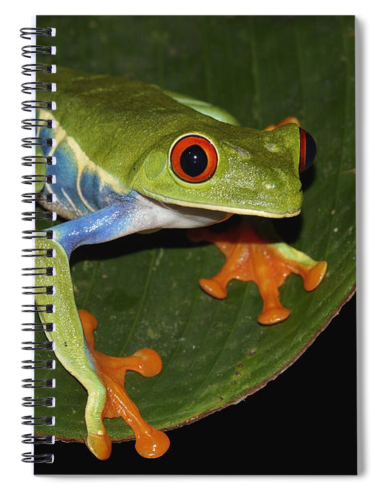 Feb0514 Spiral Notebook featuring the photograph Red-eyed Tree Frog Costa Rica by Hiroya Minakuchi