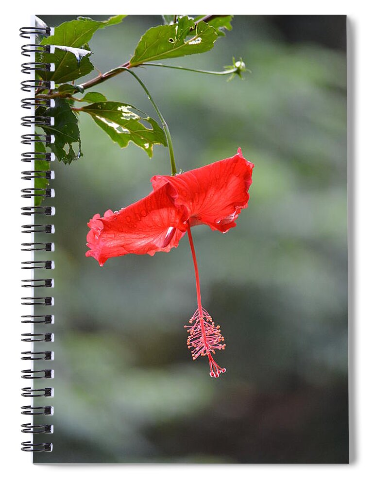 Flower Spiral Notebook featuring the photograph Red Flower St. John's by Tamara Michael