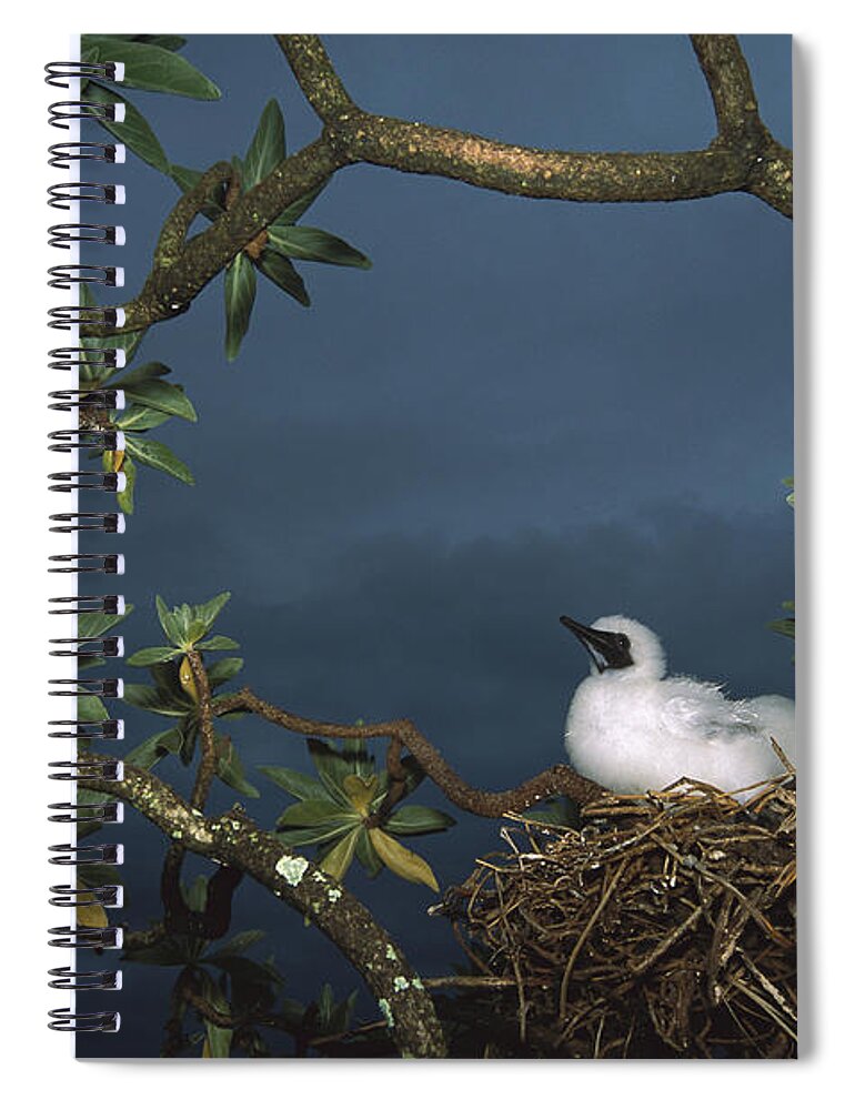 Feb0514 Spiral Notebook featuring the photograph Red-footed Booby Nesting Palmyra Atoll by Tui De Roy