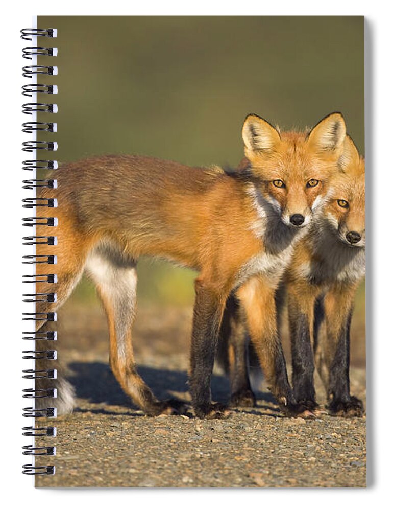 00440913 Spiral Notebook featuring the photograph Red Fox Siblings in Denali by Yva Momatiuk John Eastcott
