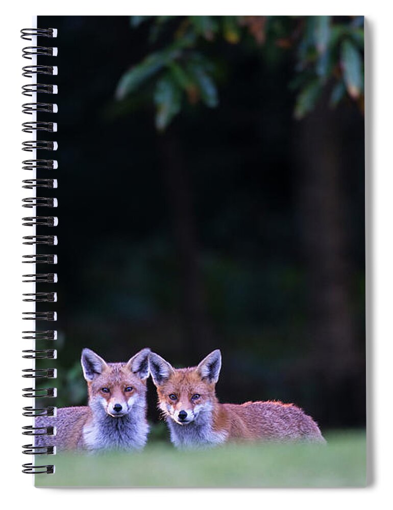 England Spiral Notebook featuring the photograph Red Foxes At Edge Of Forest At Twilight by James Warwick