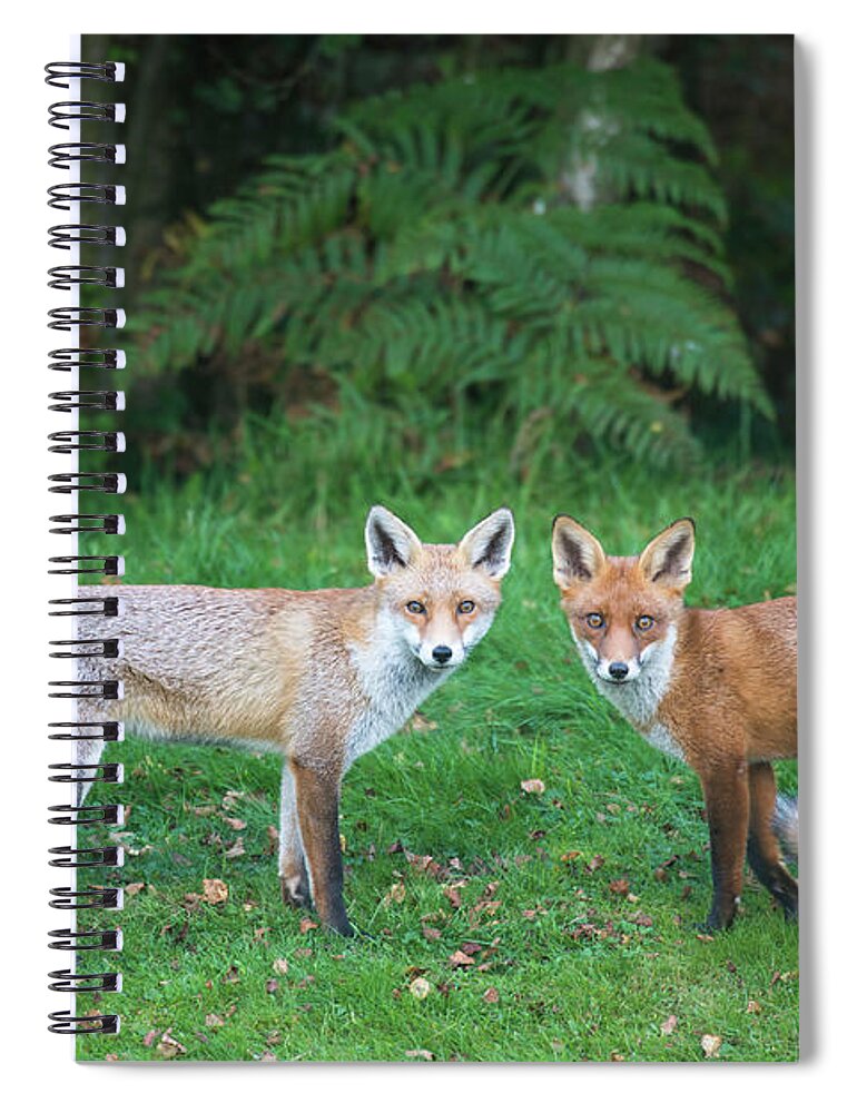 Animal Themes Spiral Notebook featuring the photograph Red Foxes At Edge Of Forest by James Warwick