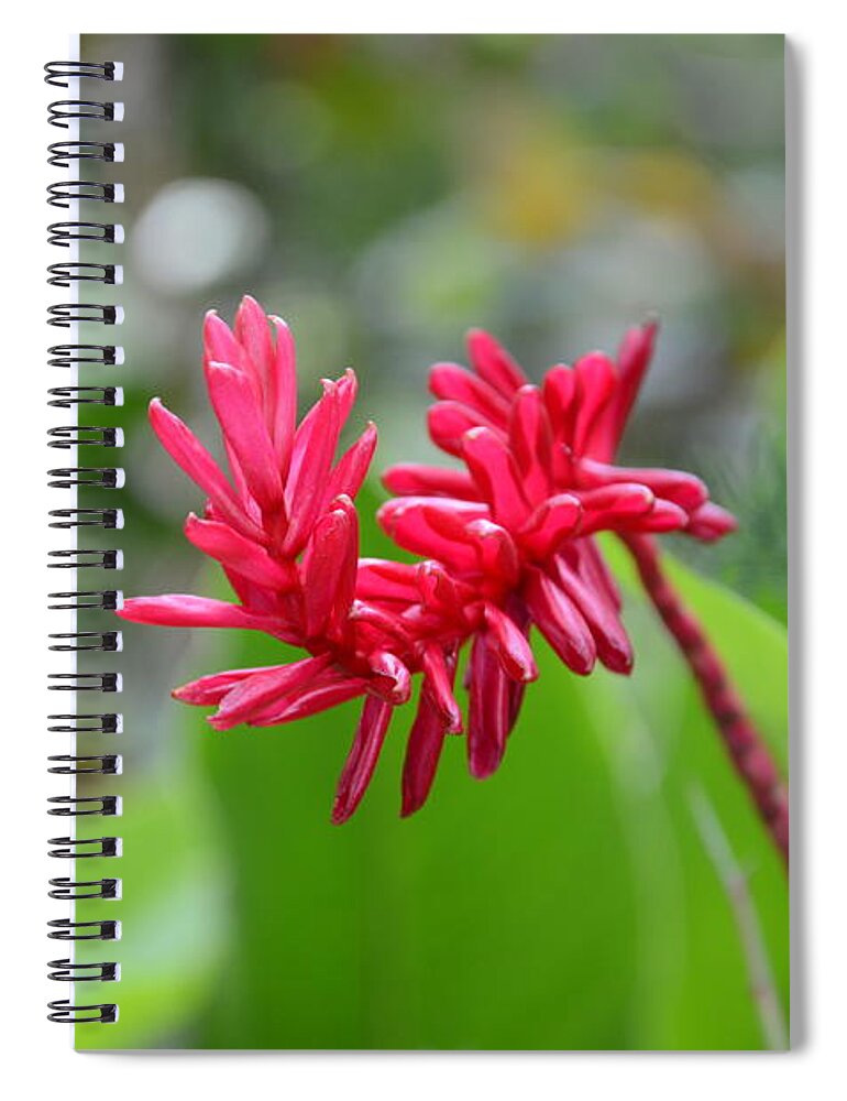Red Ginger Spiral Notebook featuring the photograph Red Ginger by Laurel Best