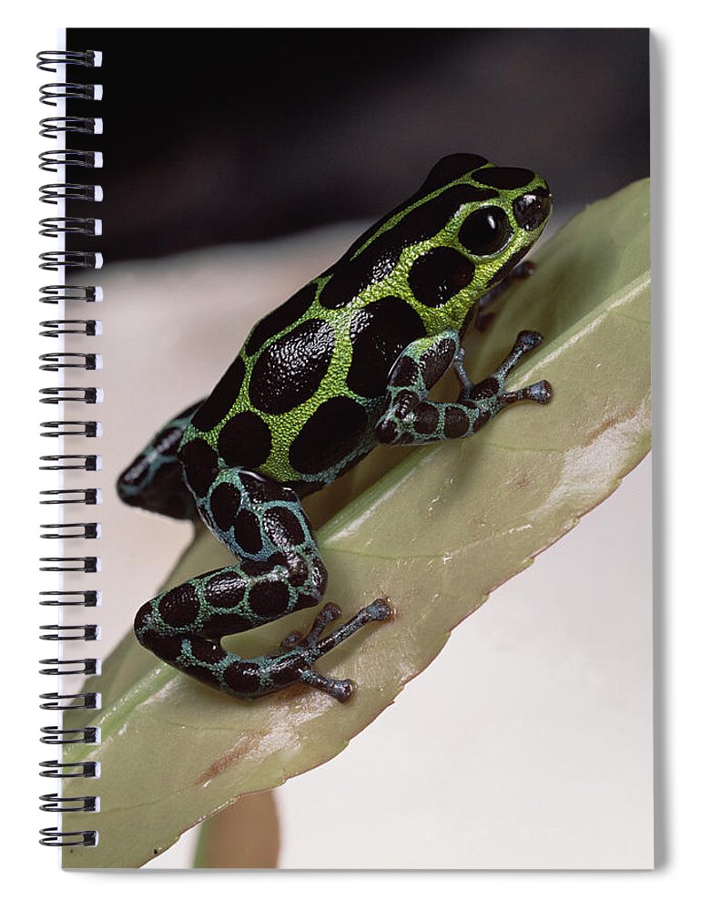 Feb0514 Spiral Notebook featuring the photograph Red-headed Poison Frog Amazonia Ecuador by Mark Moffett