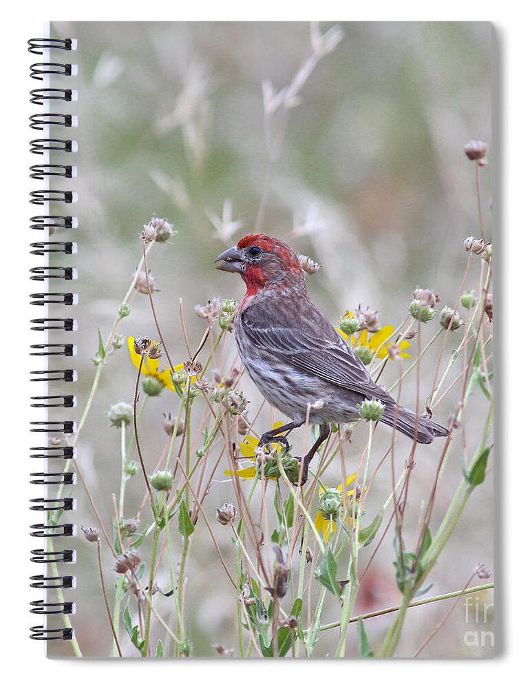 Animal Spiral Notebook featuring the photograph Red House Finch in Flowers by Robert Frederick
