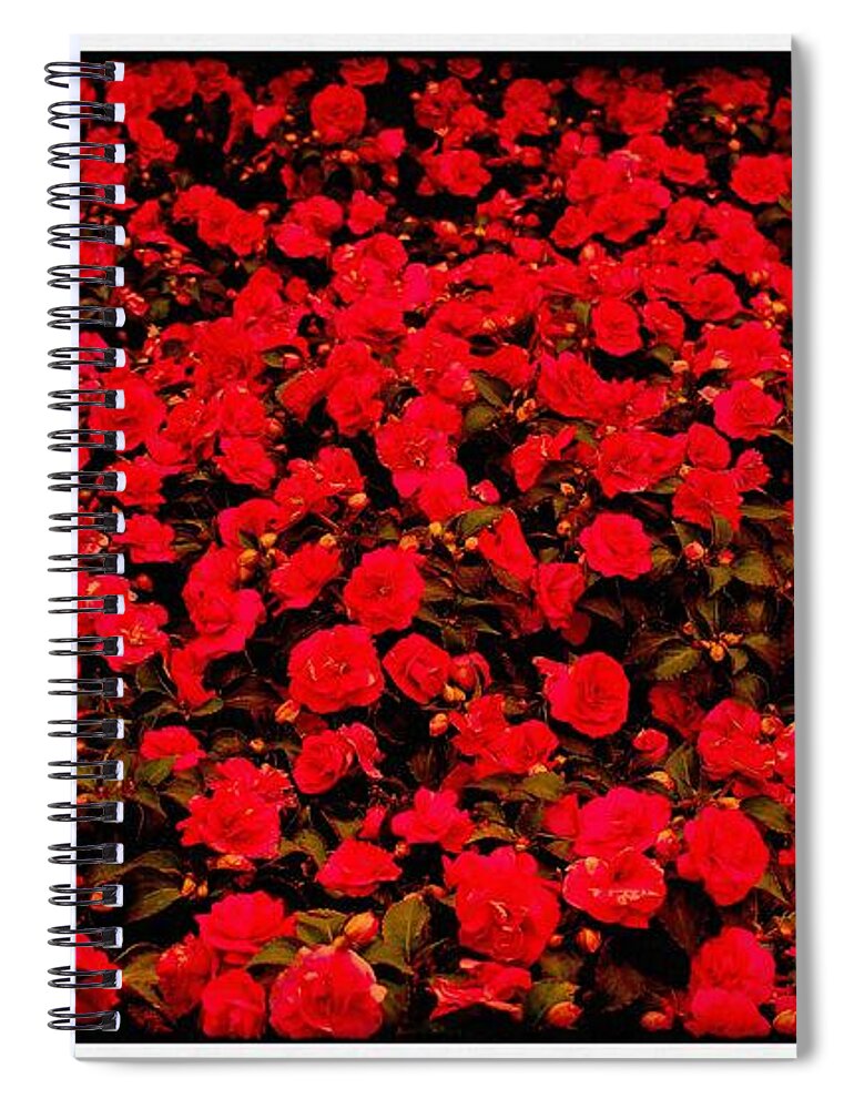 Red Impatiens Flowers Spiral Notebook featuring the photograph Red Impatiens Flowers by Barbara A Griffin