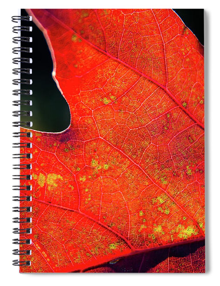 Outdoors Spiral Notebook featuring the photograph Red Leaf Rising by Joe Martin A New Hampshire Portrait Photographer