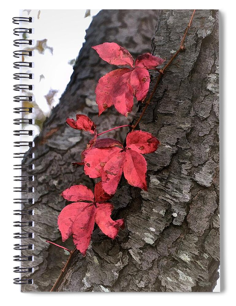 Leaves Spiral Notebook featuring the photograph Red Leaves on Bark by Phyllis Meinke