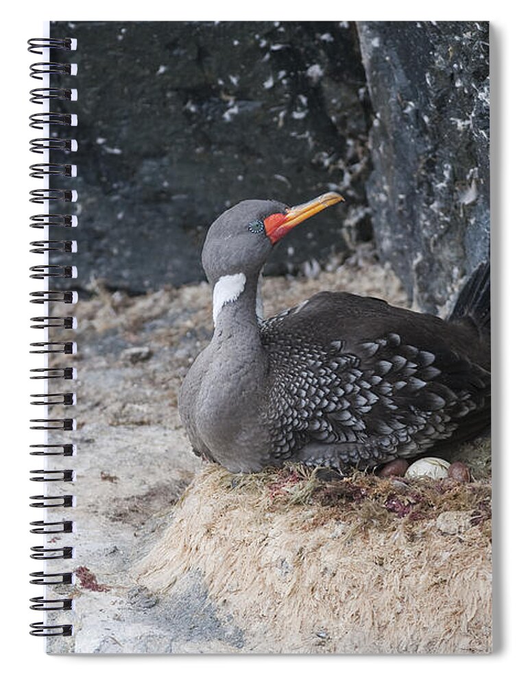 Feb0514 Spiral Notebook featuring the photograph Red-legged Cormorant Incubating Eggs by Tui De Roy