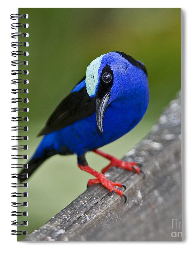 Red-legged Honeycreeper Spiral Notebook featuring the photograph Red-legged Honeycreeper.. by Nina Stavlund
