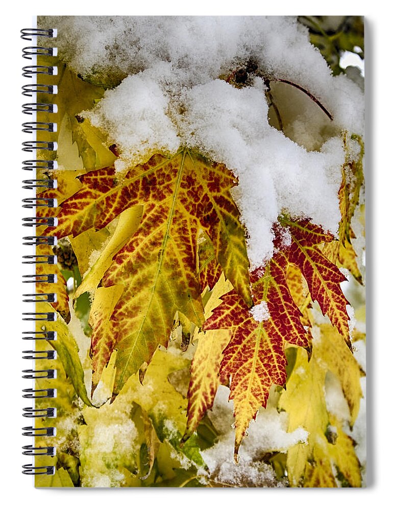 Tree Spiral Notebook featuring the photograph Red Maple Leaves In The Snow by James BO Insogna