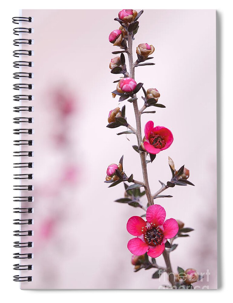 Red Spiral Notebook featuring the photograph Red New Zealand Tea tree macro by Ken Brown