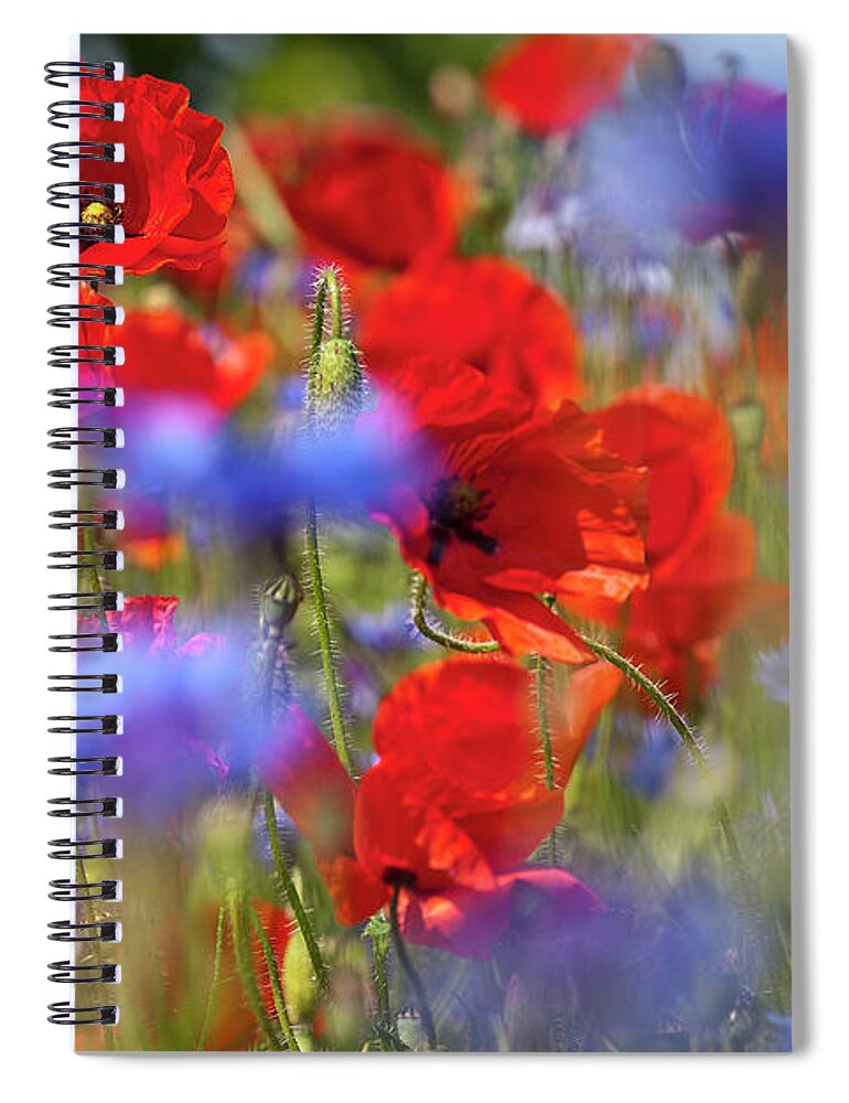 Poppy Spiral Notebook featuring the photograph Red Poppies in the Maedow by Heiko Koehrer-Wagner
