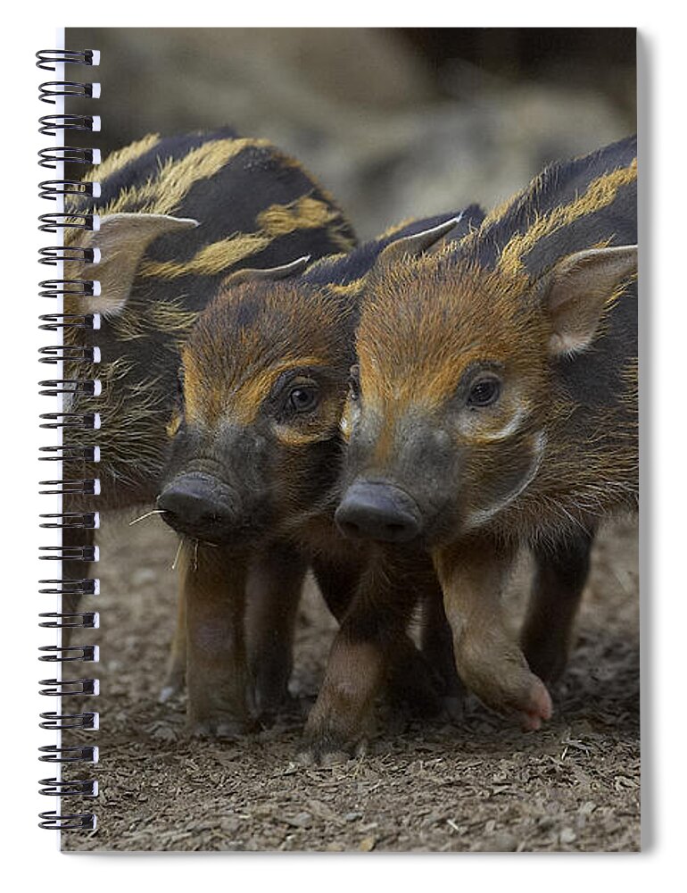 Feb0514 Spiral Notebook featuring the photograph Red River Hog Piglet Trio by San Diego Zoo