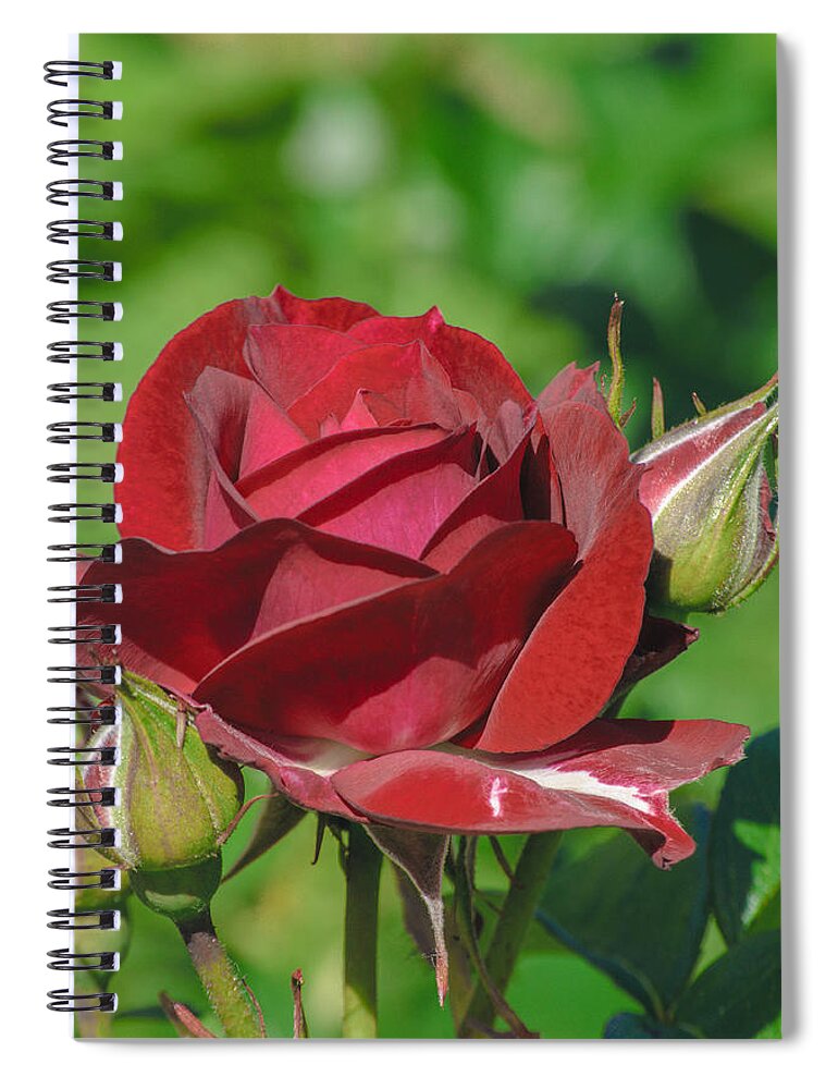 Red Rose Spiral Notebook featuring the photograph Red Rose and Buds by Tikvah's Hope