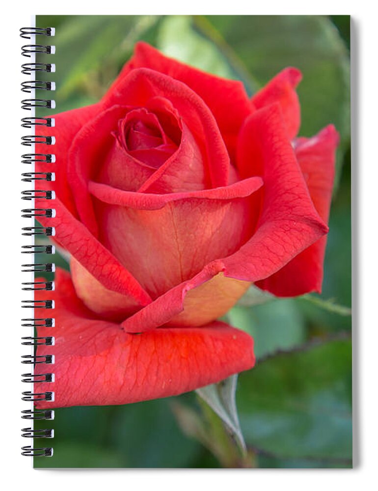 Rose Spiral Notebook featuring the photograph Red Rose by Weir Here And There