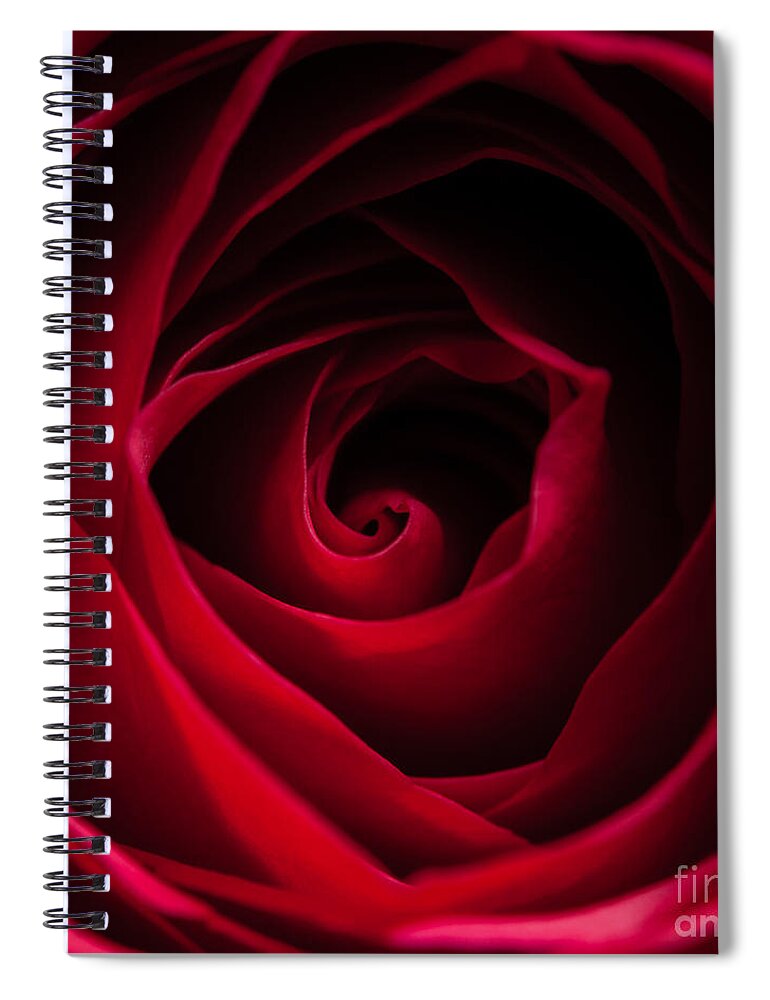 Flower Spiral Notebook featuring the photograph Red Rose Square by Matt Malloy