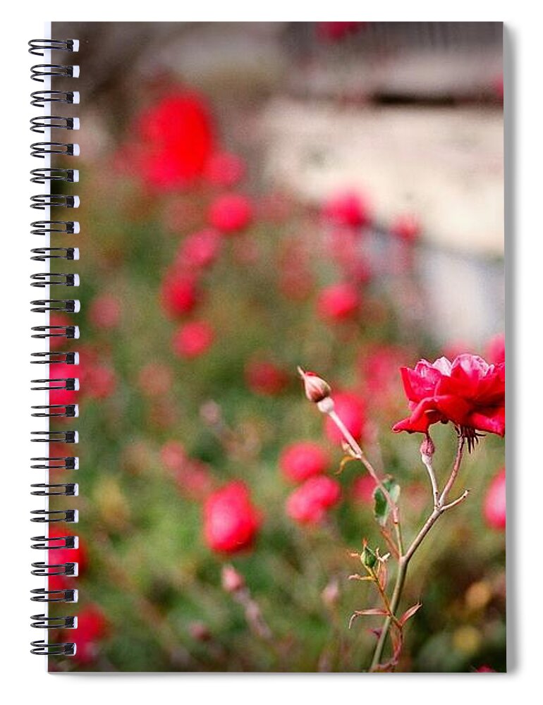 Flowers Spiral Notebook featuring the digital art Red Roses on Film by Linda Unger
