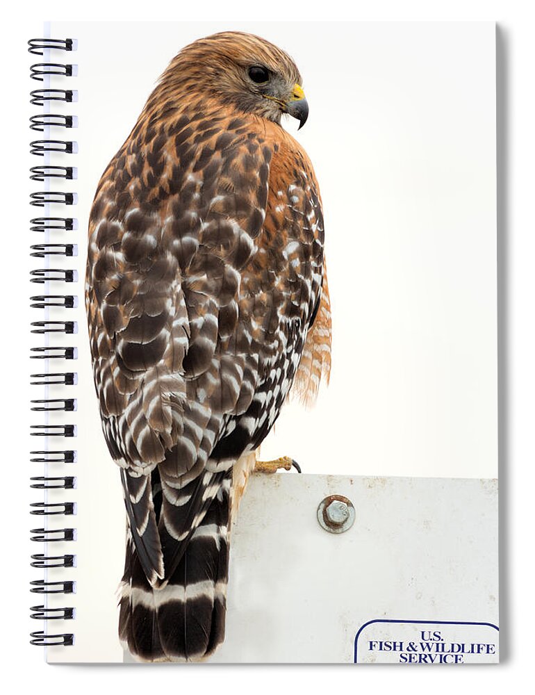 Buteo Spiral Notebook featuring the photograph Red-shouldered Hawk by Kathleen Bishop