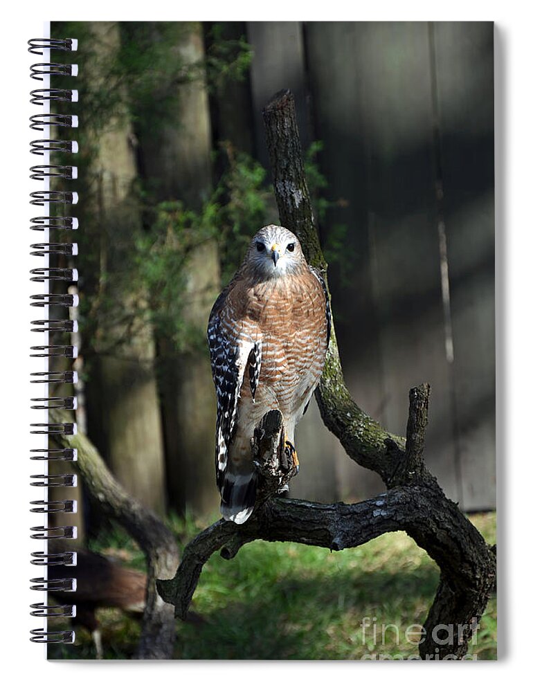 Red-shoulder Hawk Spiral Notebook featuring the photograph Red Shouldered-Hawk by Robert Meanor