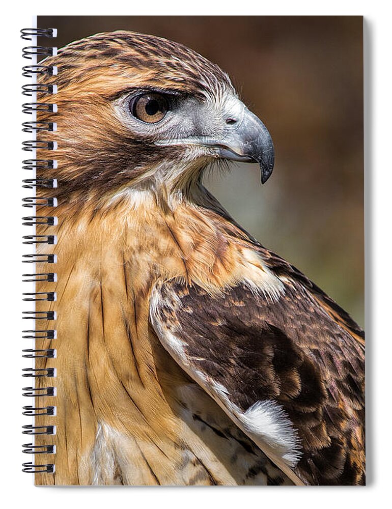 Red Tailed Hawk Spiral Notebook featuring the photograph Red Tail Hawk by Dale Kincaid