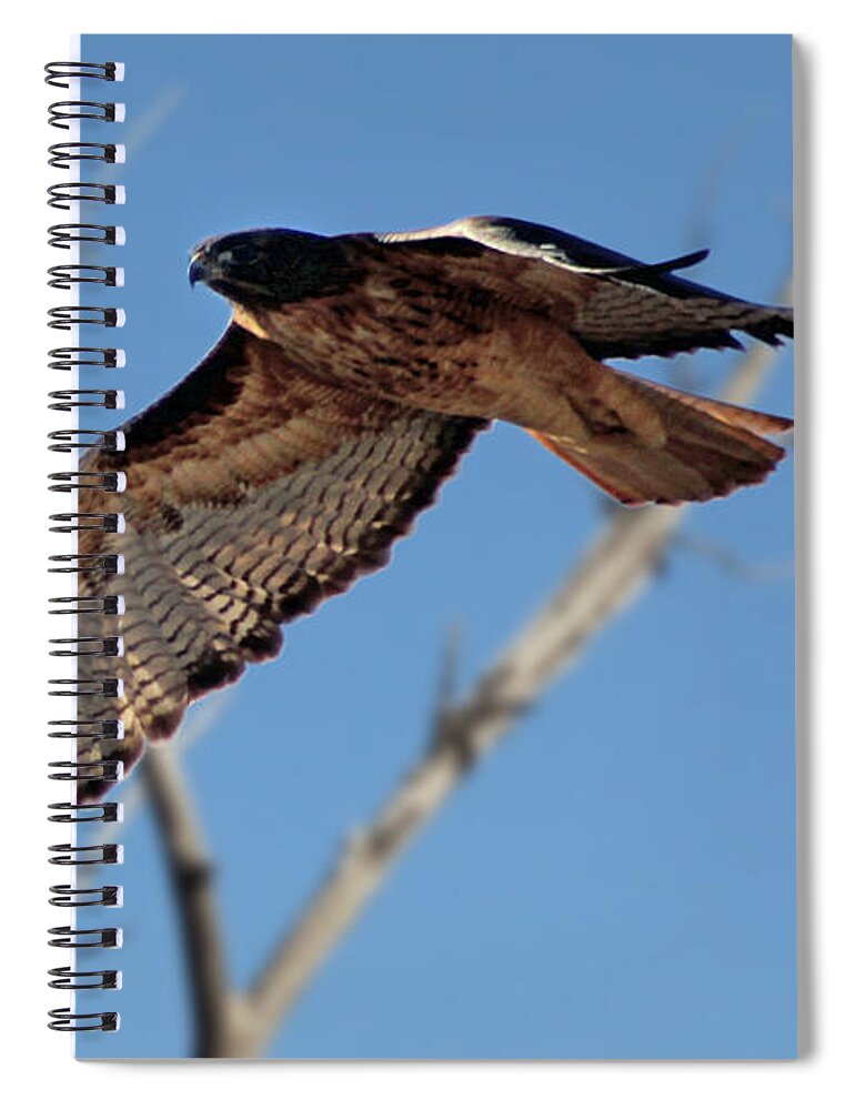 Colorado Spiral Notebook featuring the photograph Red Tail Hawk II by Bob Hislop